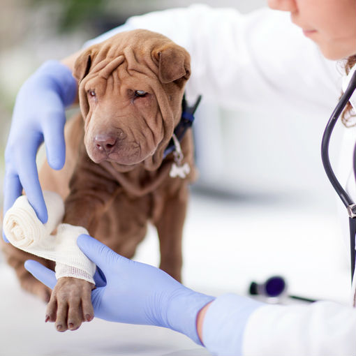 Monte vista best sale veterinary clinic