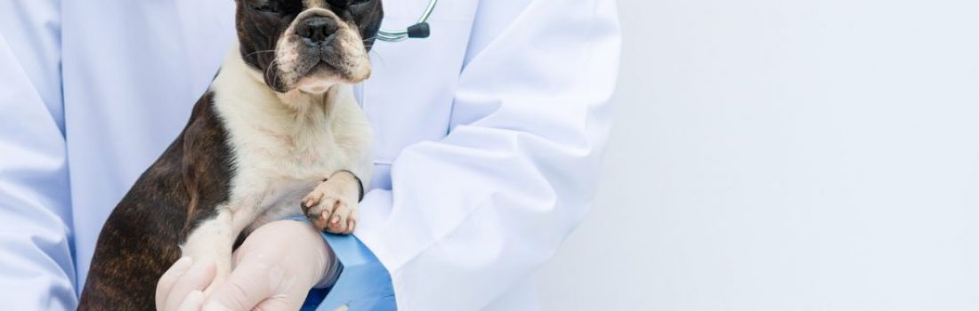 Veterinarian doctor holding and examining a Boston Terrier puppy